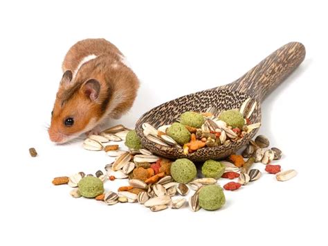 How to Transition Your Hamster to a New Diet: Tips and Tricks - VIVO Pets