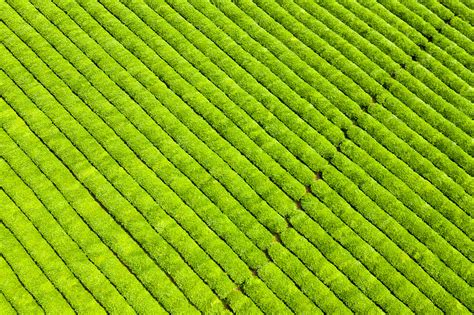 绿色的茶园茶叶远景中国茶道图片下载 觅知网