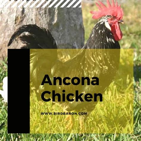 Ancona Chicken Size For Sale | Breed | Eggs | Characteristics - Bird Baron