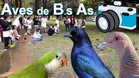 Aves De La Ciudad De Buenos Aires YouTube