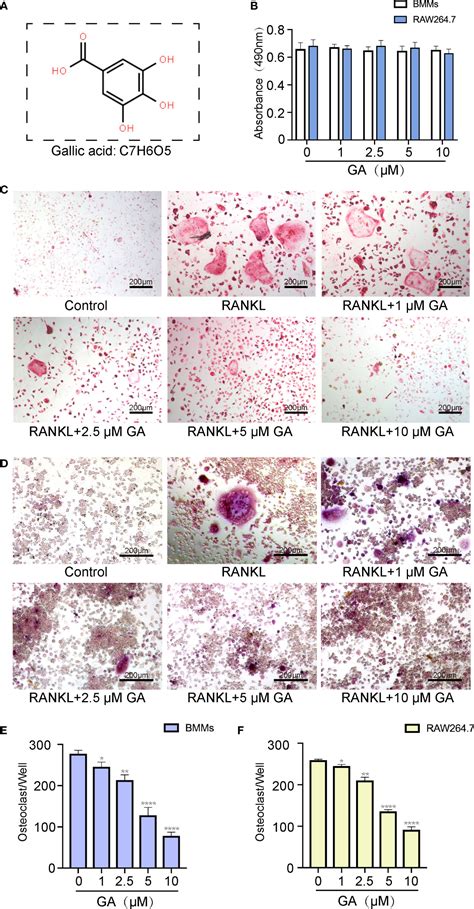 Frontiers Gallic Acid Inhibits Osteoclastogenesis And Prevents