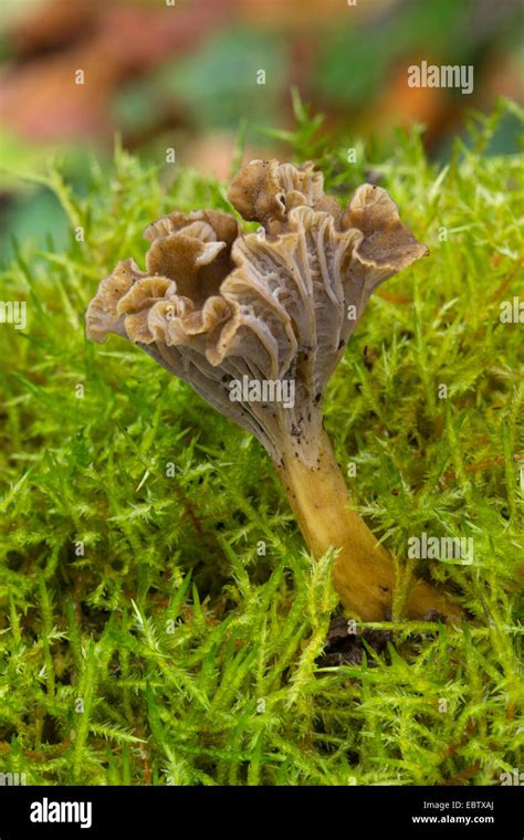 Trumpet Chanterelle Yellowfoot Winter Mushroom Funnel Chanterelle