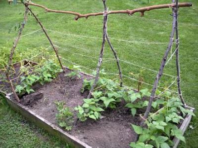 Trellis Your Green Beans! 7 “How To” tips.