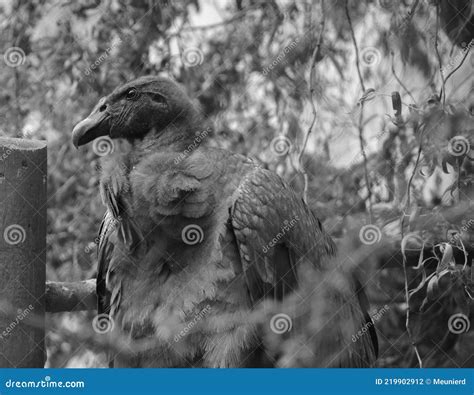 Baby Andean Condor Vultur Gryphus Is A South American Bird Stock Photo