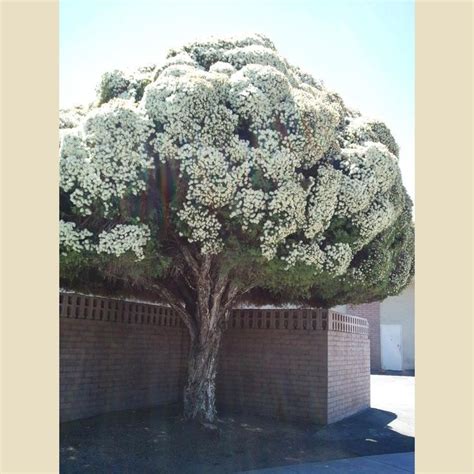 Melaleuca Quinquenervia Leucadendra Boething Treeland Farms Trees