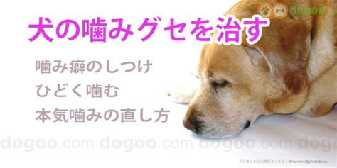 犬の噛み癖を治す、教えるコツと原因 犬のqanda集