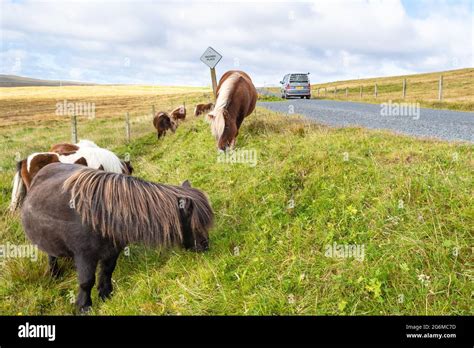 Shetland Ponies Next To Road And Campervan On Shetland Islands Road