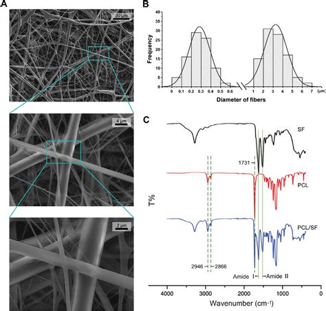 Morphology Characterization Of The Electrospun Pcl Sf Composite Fibrous