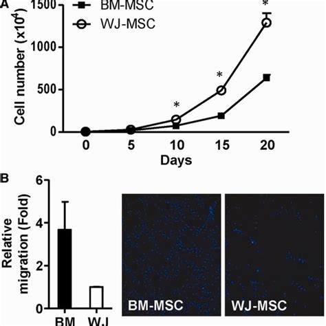 The MiR146a 5p Gene Regulatory Pathways Involve In WJ MSC Proliferation