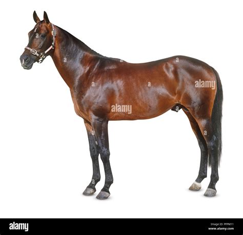 Australian stock horse, standing, side view Stock Photo - Alamy