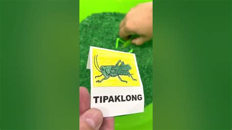 Letrang T Para Sa Tipaklong Grasshopper Toy In Green Tub Of Rice