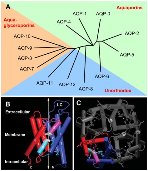 Classification And Gene Structure Of Aquaporins