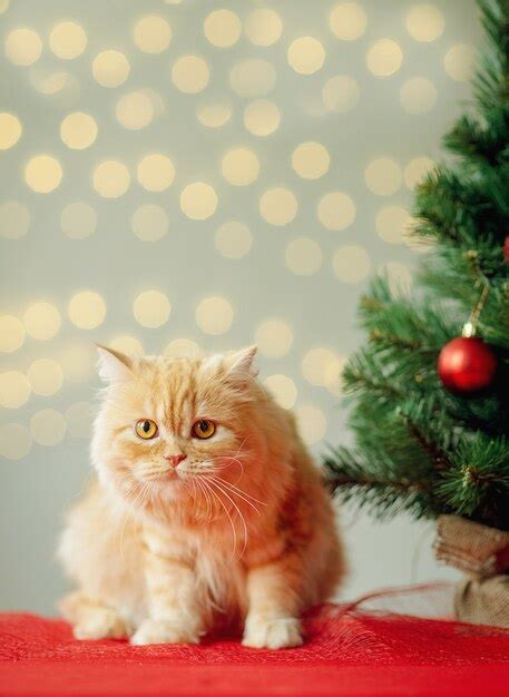 Premium Photo | Cat and christmas tree