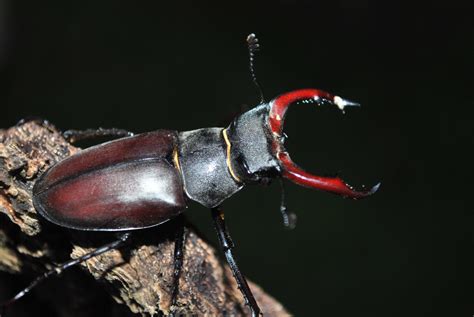 Free Images Red Insect Bug Fauna Invertebrate Close Up Macro