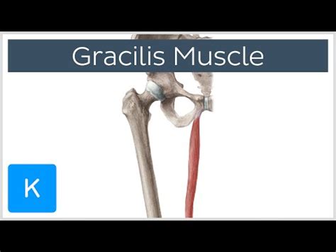 Gracilis Muscle