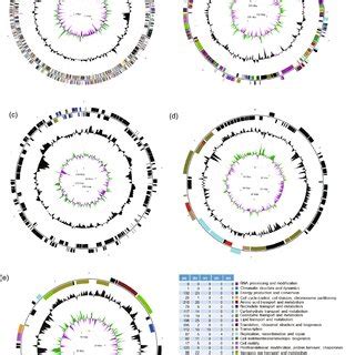 The NcRNA Annotation COG Annotation Gene GC Content And GC Skew