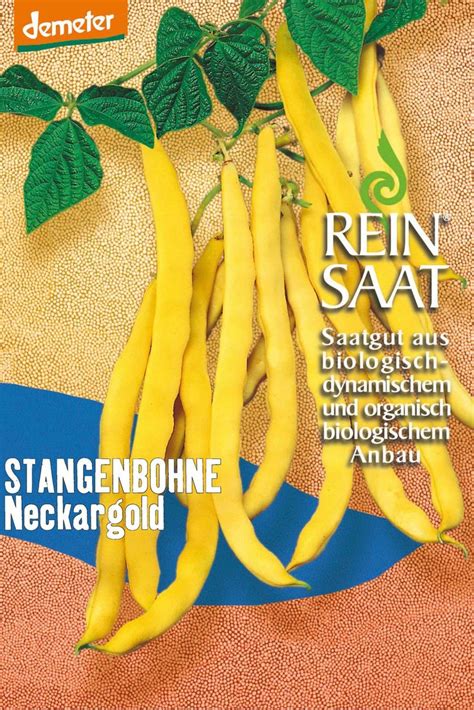 Stangenbohne Neckargold BIO Stangenbohnensamen Von Reinsaat Bio