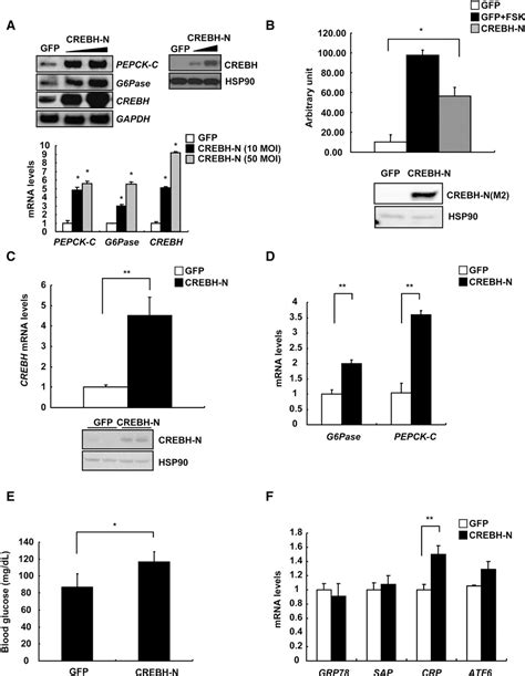 Figure 2 From Regulation Of Hepatic Gluconeogenesis By An ER Bound