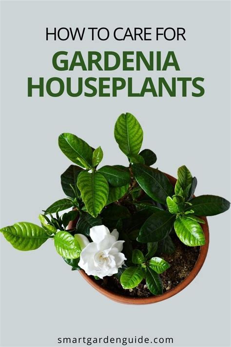 How To Grow Gardenias Indoors Top Care Tips Smart Garden Guide