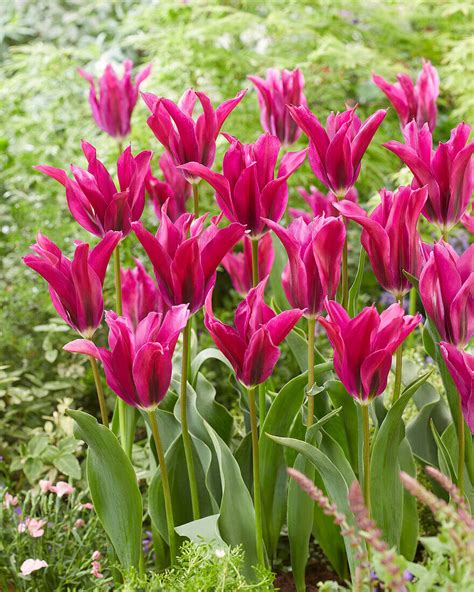 Tulpe Tulipa Purple Doll Bild Kaufen 13692415 Gartenbildagentur