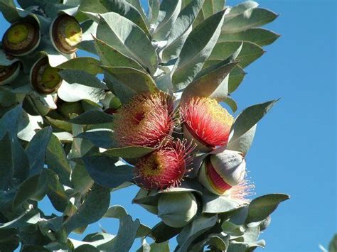 Rose Of The West Or Mottlecah Eucalyptus Macrocarpa GardenDrum