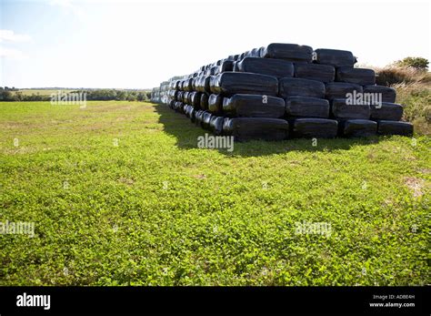 Silage Hay Bales Wrapped In Plastic Stacked On Farmland In County