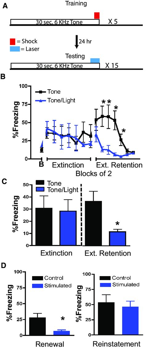 Discrete Optogenetic Activation Of Thy1 Neurons Within Bla Enhances