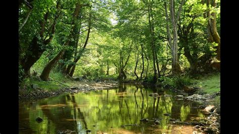 Forest Ambient Afternoon Nature Sound Effects白噪音音樂睡眠舒緩放鬆壓力whitenoise