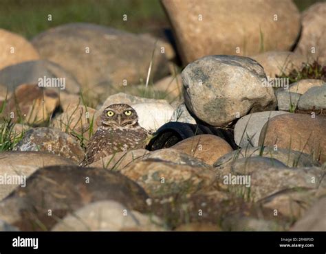 Un Hibou Des Terriers Arpente La R Gion Environnante L Un Des Deux