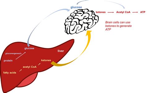 Glucose Regulation And Utilization In The Body