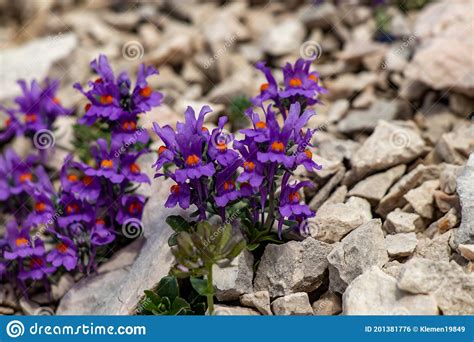 Pretty Linaria Alpina in the Mountains, Close Up Stock Photo - Image of ...