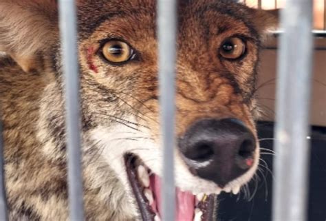 Capturan A Coyote Que Deambulaba En Calles De Tecamachalco Municipios Puebla Noticias Del