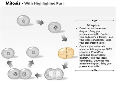 Mitosis Definition Stages Diagram Facts Britannica