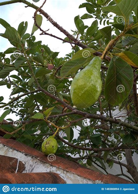 Maduraci N De La Fruta En El Rbol Foto De Archivo Imagen De Hogares