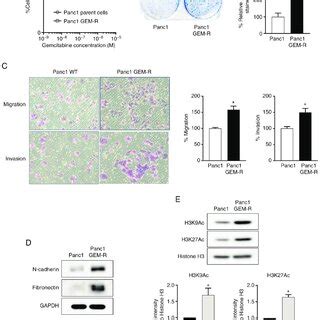 Cellular Migration And Invasion And Histone H3 Acetylation Are