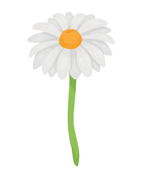 beautiful daisy flower garden 10312655 Vector Art at Vecteezy