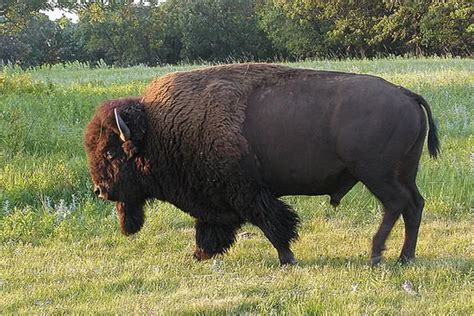 Bison vs Buffalo - Difference and Comparison | Diffen