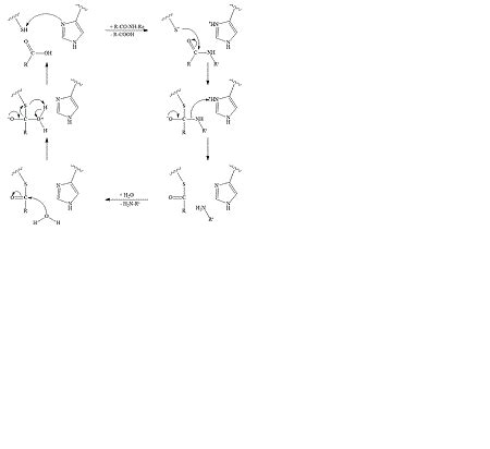 How do cysteine proteases work. Do they have a fast and slow phase, why ...