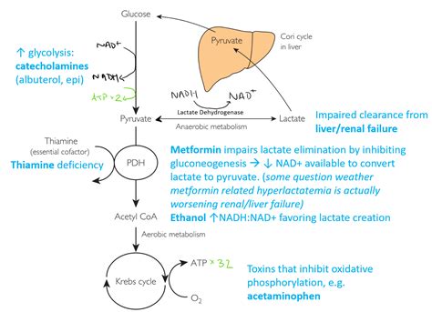 Lactate Mechanisms County EM