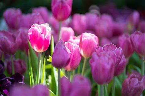 Premium Photo | Purple tulips in the garden