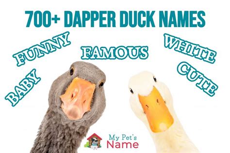 Duck Names: 700+ Dapper Names For All Ducks | My Pet's Name