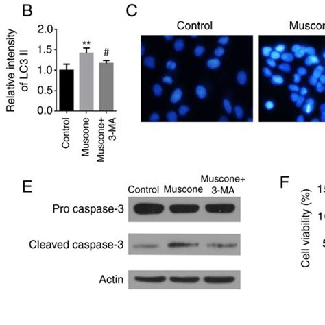 Effect Of Autophagy On Muscone Induced Apoptosis In Hepg Cells Hepg