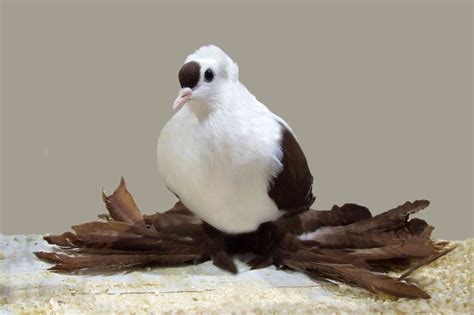 12 Most Bizarre Fancy Pigeon Breeds