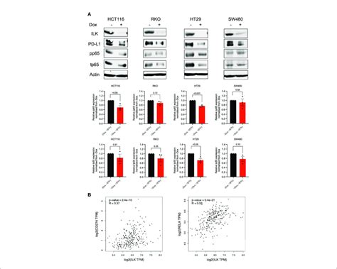 Ilk Kd Reduced Ifng Induced Pd L Expression In The Crc Cell Lines In