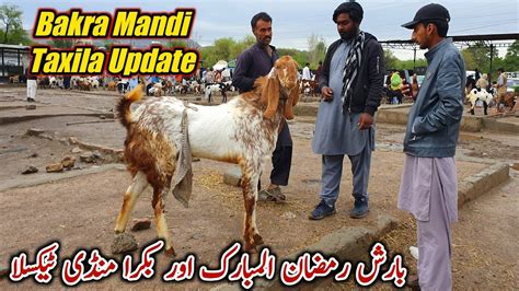 Friday Bakra Mandi Taxila Latest Update 31 March 2023 YouTube