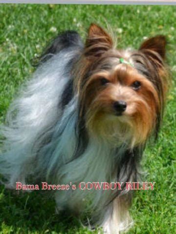 Yorkie Adult Male Parti Yorkie for Sale in Foley, Alabama Classified ...