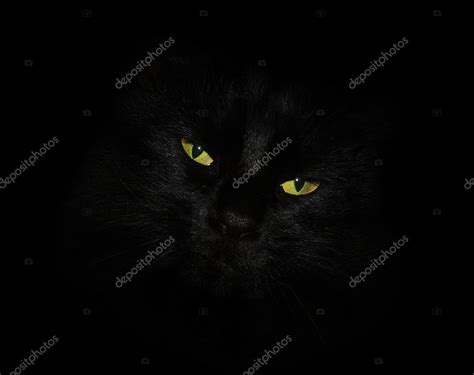 Gato Preto Olhos Amarelos Fotografias De Stock Ssilver