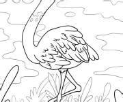 Coloriage Flamant rose gratuit à imprimer