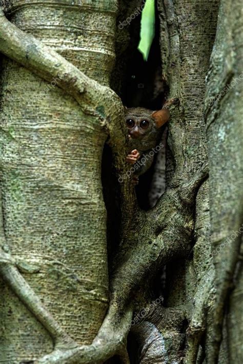 Familia De Tarsiers Espectrales Espectro De Tarsius Retrato De