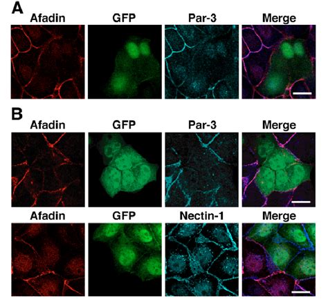 Requirement Of Par For Co Localization Of Afadin With Nectin A